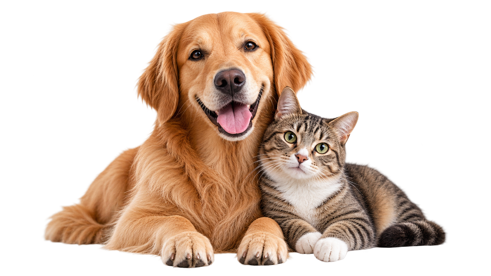 Consigliati per il tuo pet